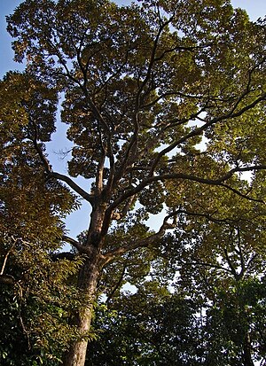 Tanaman Image